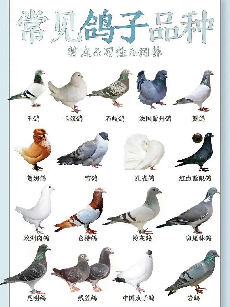 哪里能买到优质鸽品种？-图1
