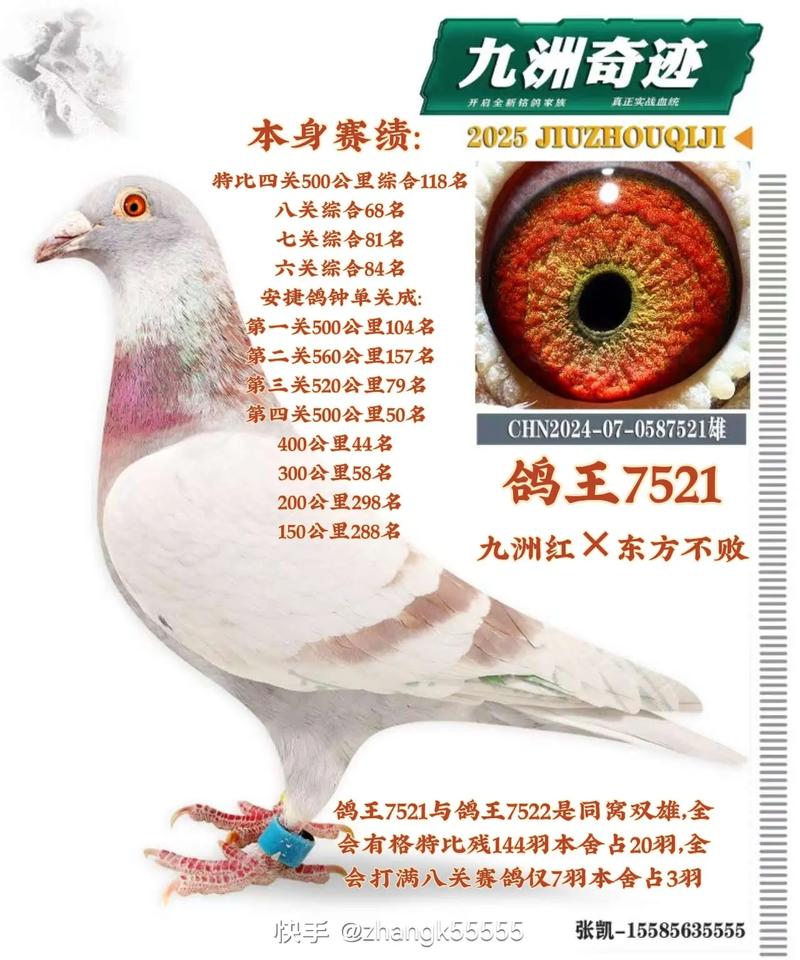 哪里能买到优质鸽品种？-图2