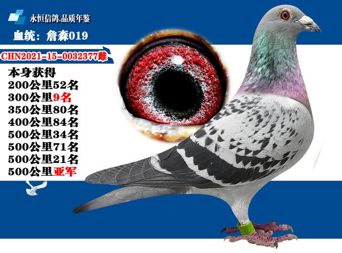 哪里能买到优质鸽品种？-图3