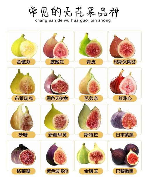 无花果品种图片及名称-图3