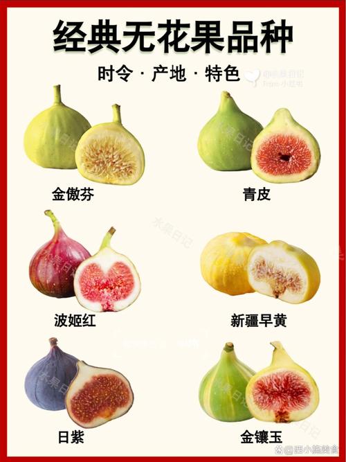 无花果品种图片及名称-图2