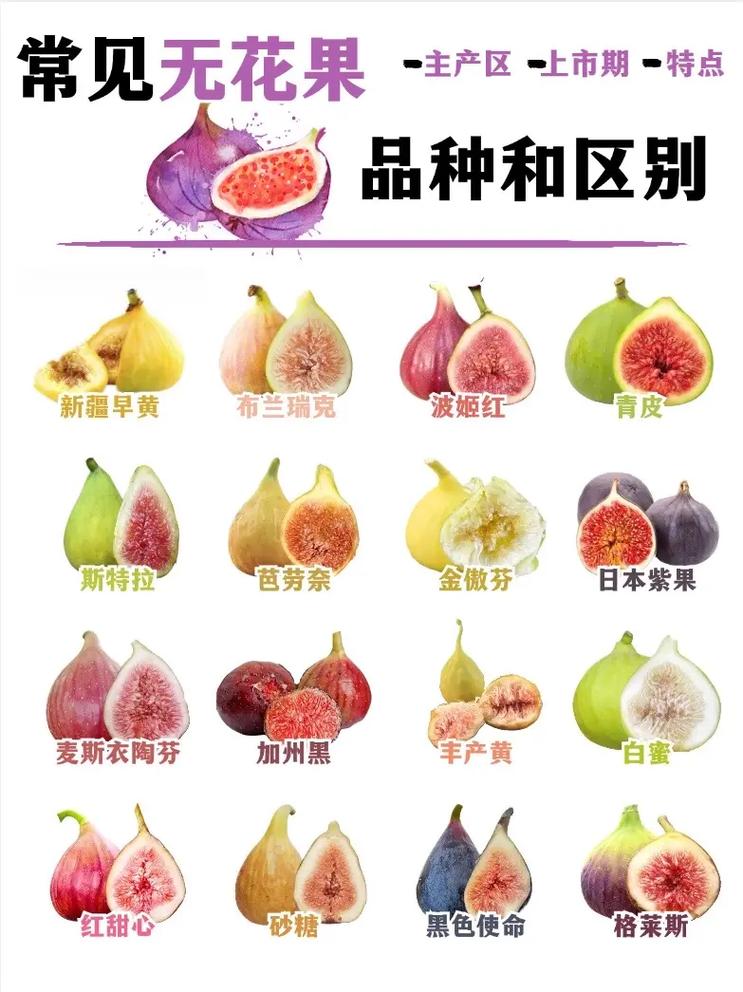 无花果品种图片及名称-图1
