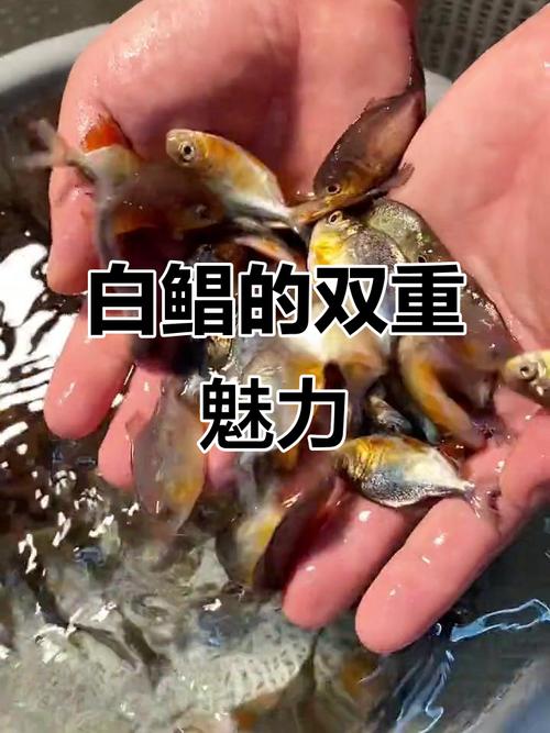 淡水白鲳养殖技术要点有哪些？-图2