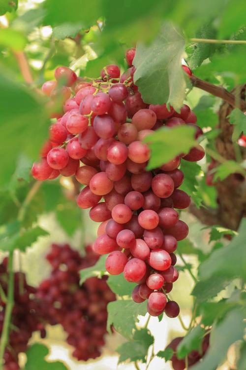 现在提子最好的新品种-图2