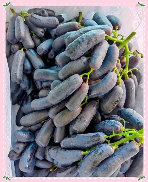 现在提子最好的新品种-图1