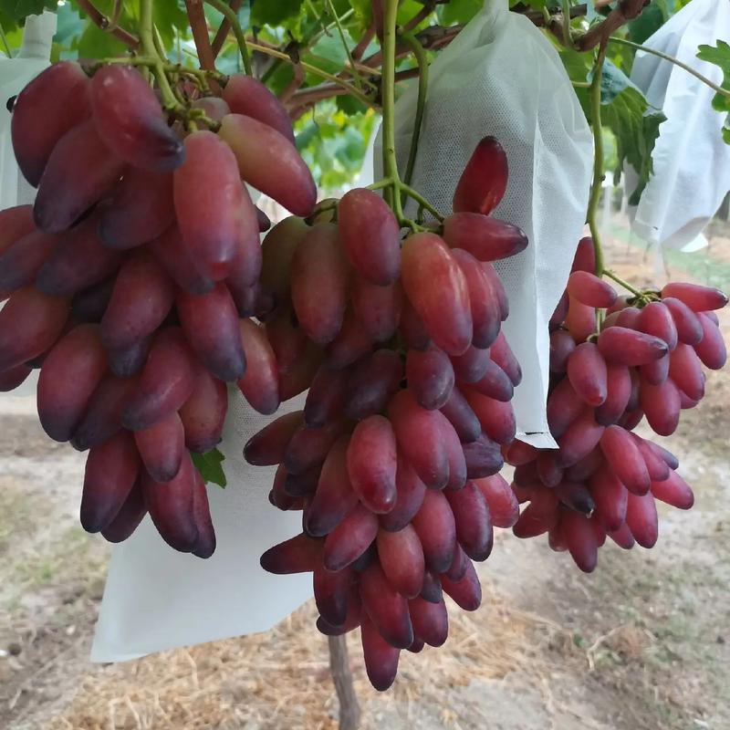 现在提子最好的新品种-图3