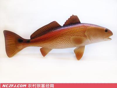 鲈鱼养殖技术有哪些关键要点？-图1