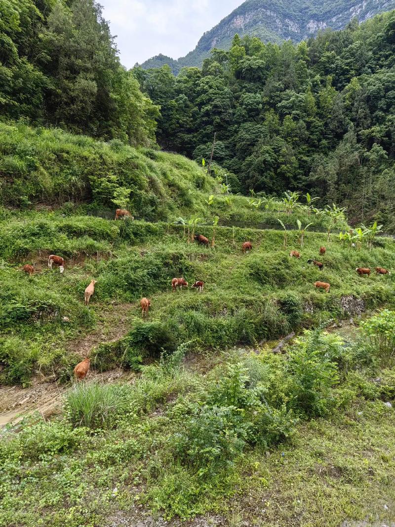 散养南方黄牛养殖技术-图2