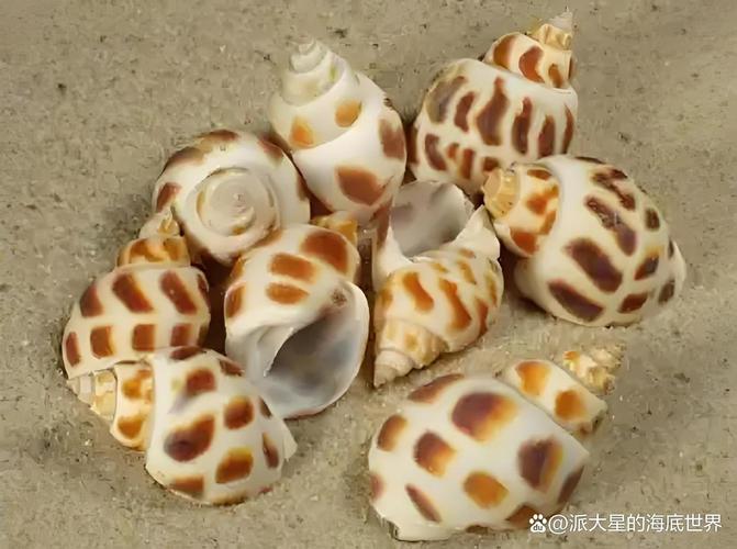 浅海围网养殖花螺技术-图1