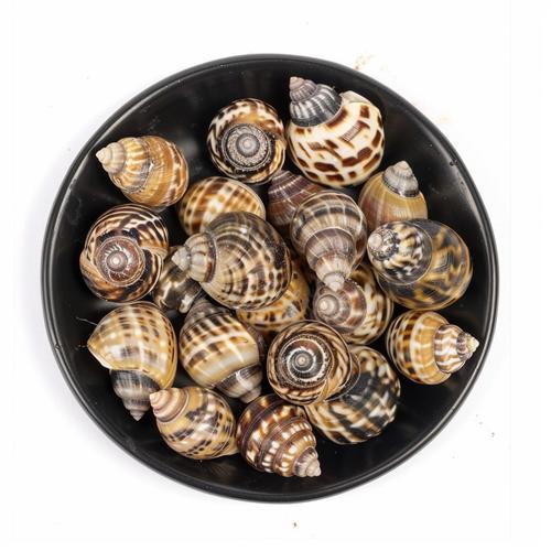 浅海围网养殖花螺技术-图3