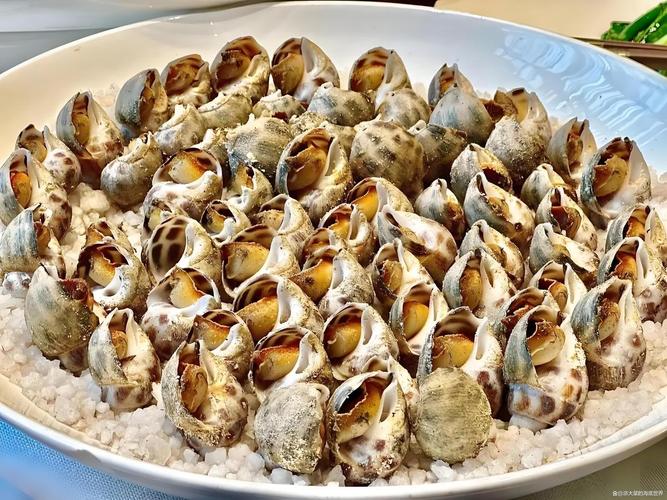 浅海围网养殖花螺技术-图2