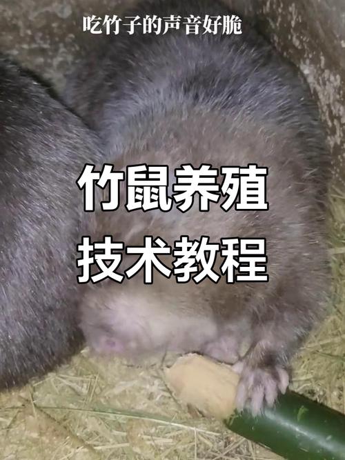 浙江竹鼠养殖技术视频怎么学？-图2