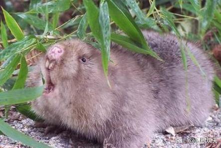 浙江竹鼠养殖技术视频怎么学？-图3