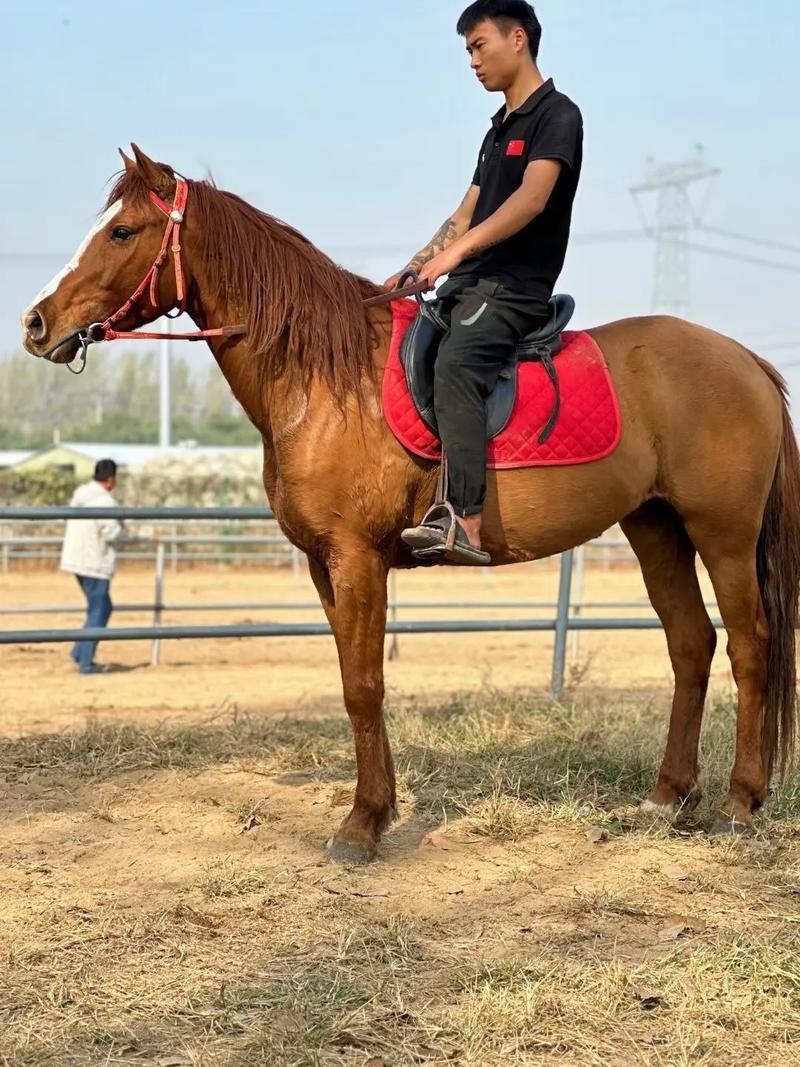 云南适合养殖哪些马品种？-图1