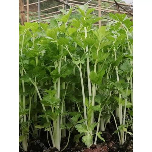 白芹菜种植技术视频有哪些要点？-图1