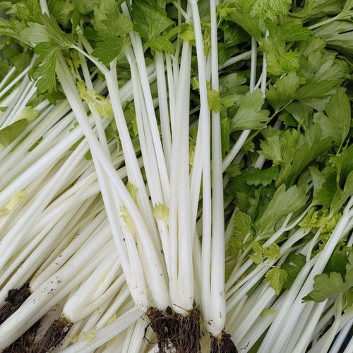 白芹菜种植技术视频有哪些要点？-图3