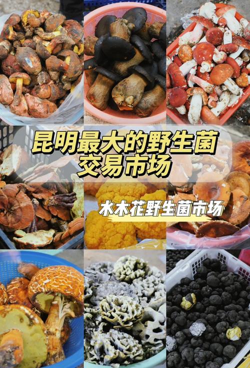 今年蘑菇价格真的好转了吗？-图1