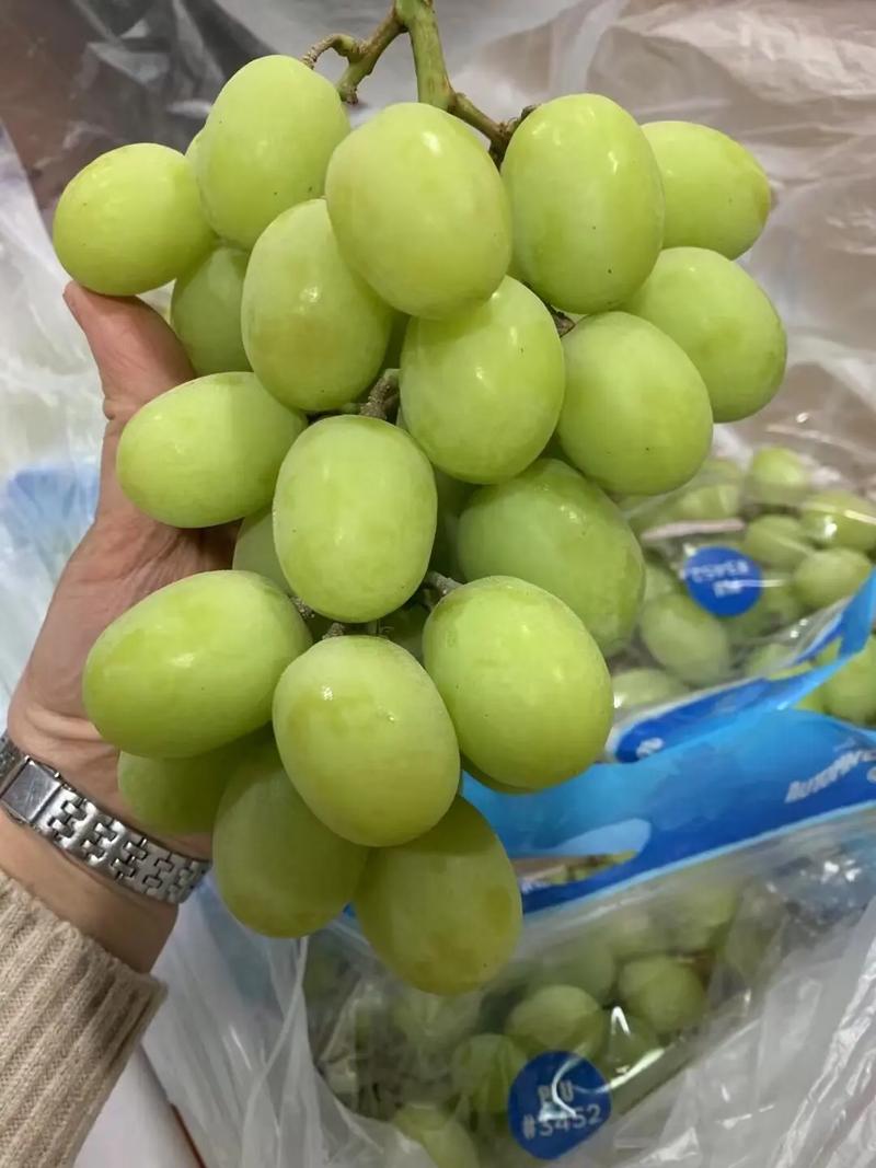 哪个品种的提子价格高-图3