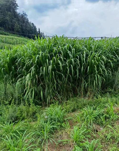 皇竹草图片 种植技术-图1