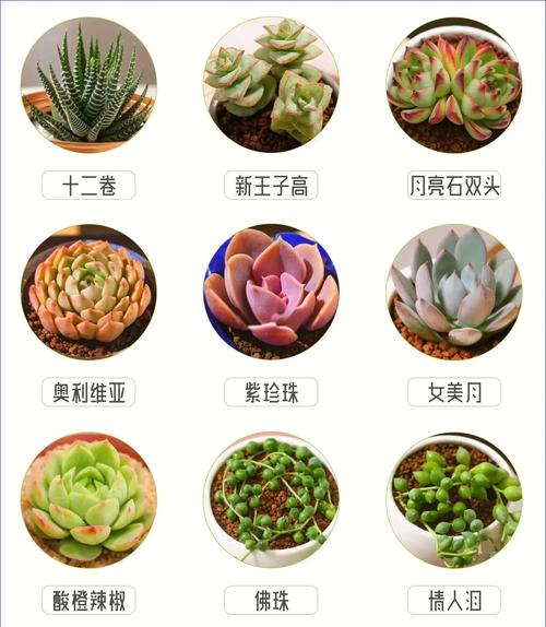 多肉越长越好看的品种-图2