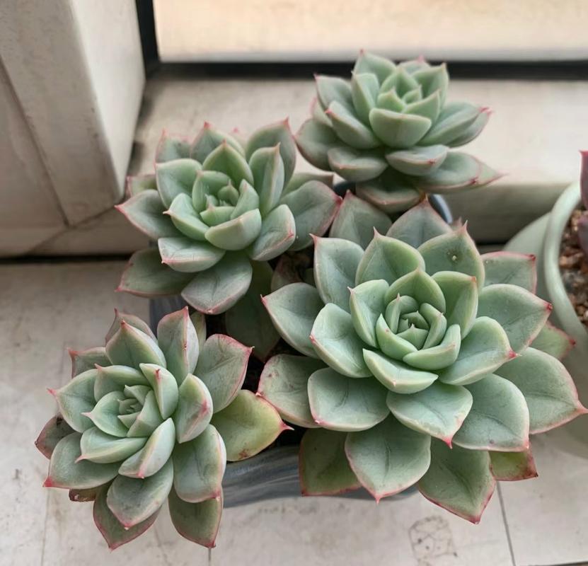 多肉越长越好看的品种-图3