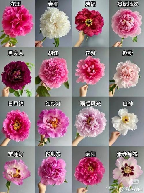 什么牡丹花品种及图片-图2