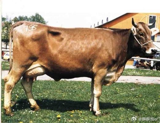 乳肉兼用牛品种是什么-图1