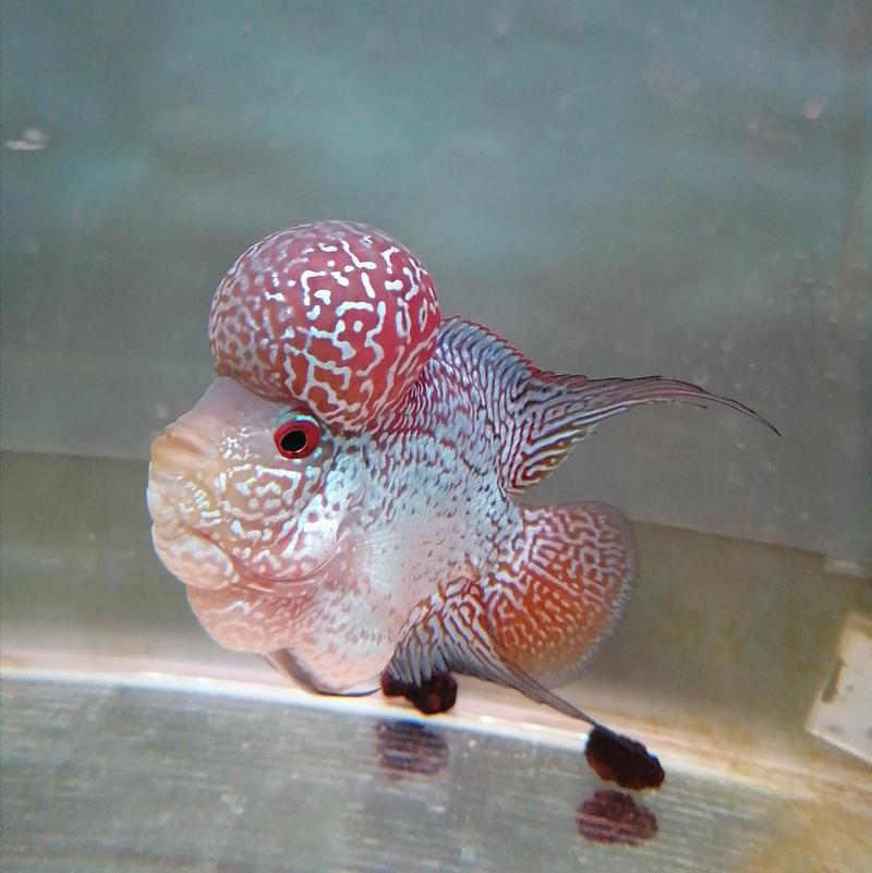 罗汉鱼马骝是什么品种-图3