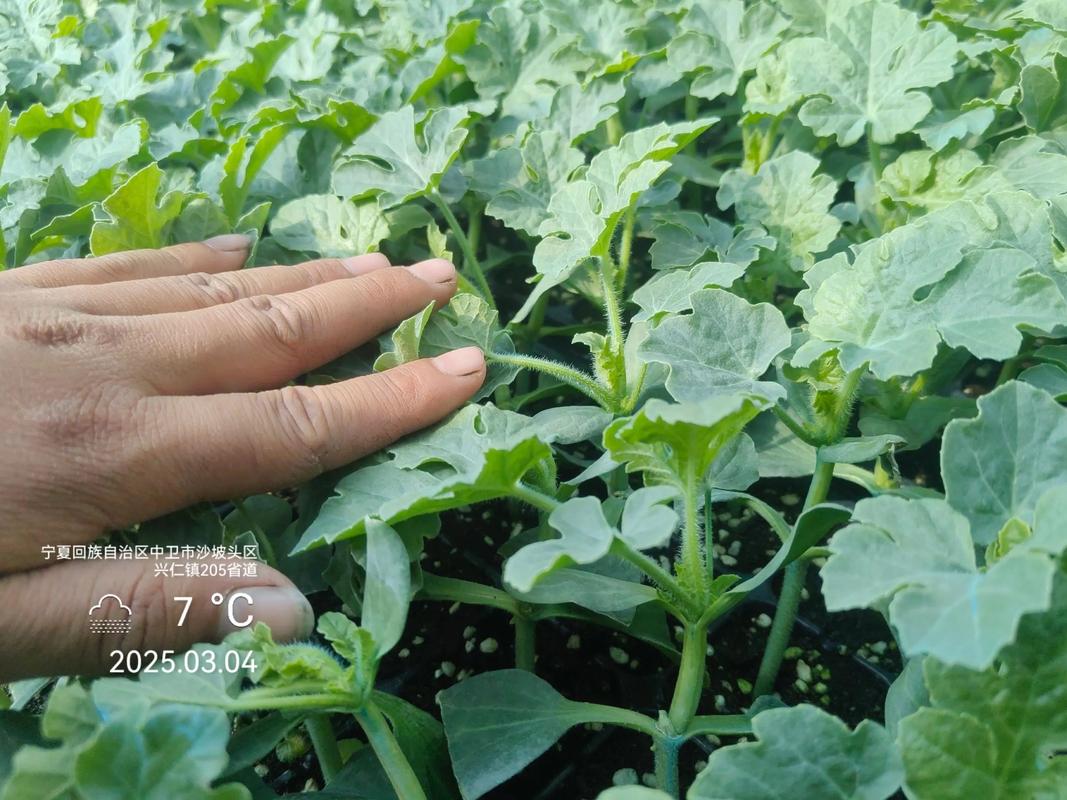 西瓜冷棚嫁接育苗技术-图1