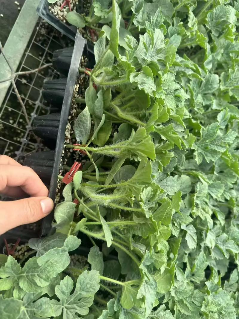 西瓜冷棚嫁接育苗技术-图3