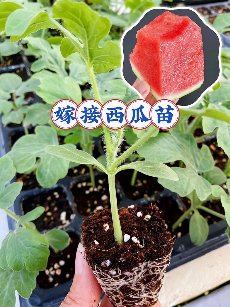 西瓜冷棚嫁接育苗技术-图2