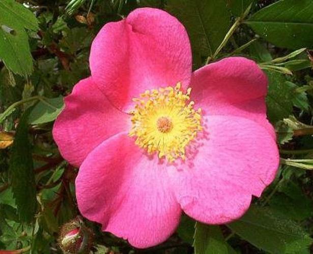 9叶的是什么品种蔷薇-图2