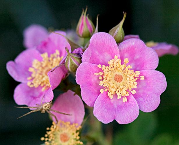 9叶的是什么品种蔷薇-图1