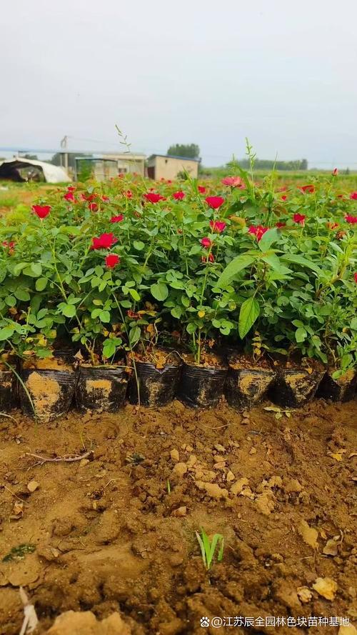 9叶的是什么品种蔷薇-图3