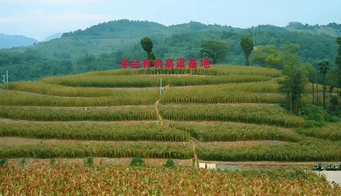 全国高粱什么价格行情-图3