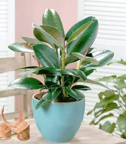 迷你橡皮树有几个品种-图1