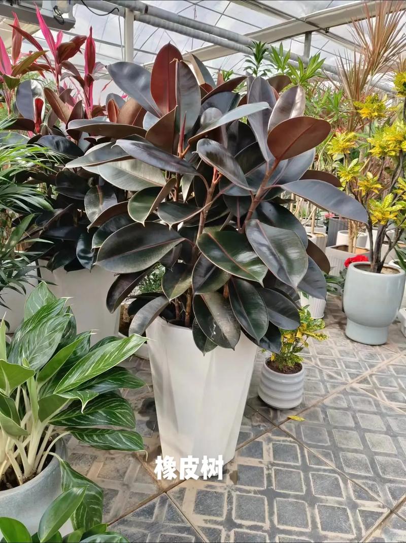 迷你橡皮树有几个品种-图2