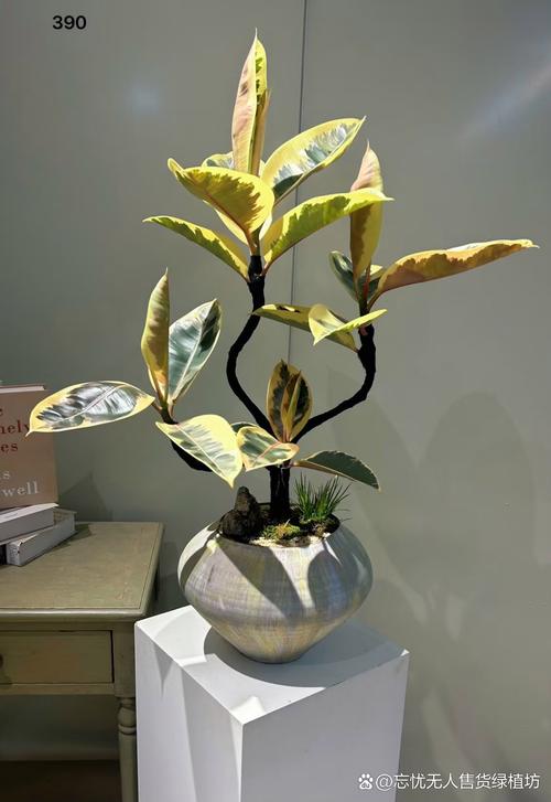 迷你橡皮树有几个品种-图3