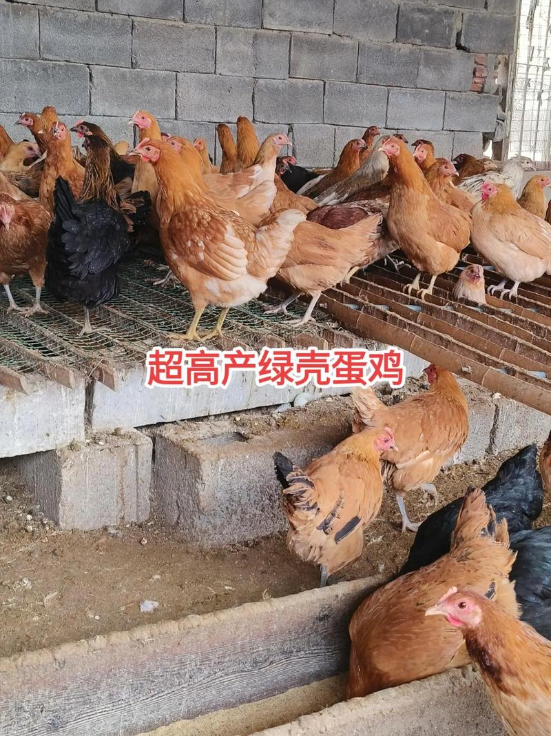 什么鸡品种下蛋产量高-图2