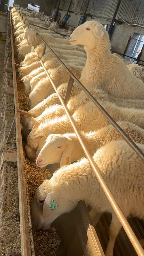 养殖羊什么品种长的快-图1