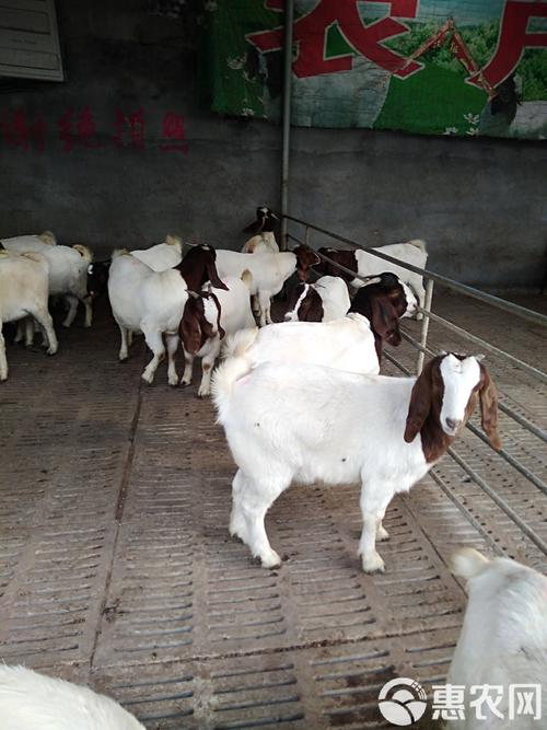 养殖羊什么品种长的快-图3