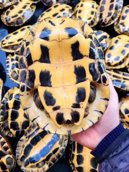 药用金钱龟是什么品种-图1