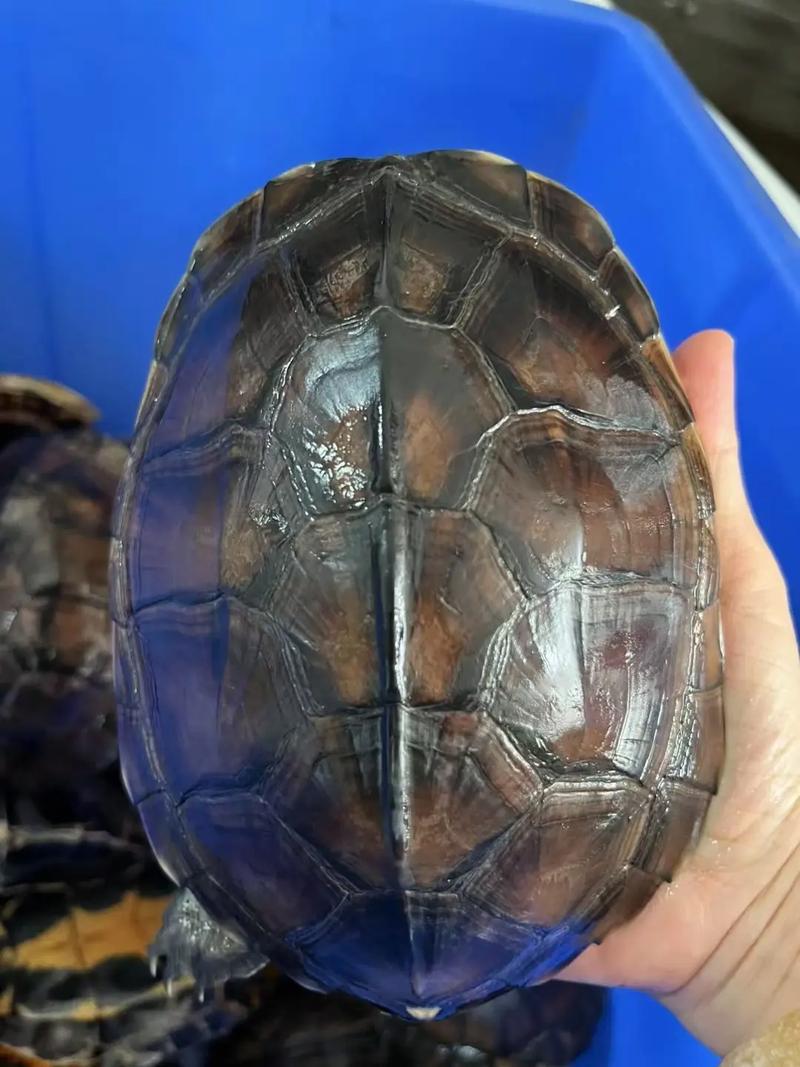 药用金钱龟是什么品种-图3