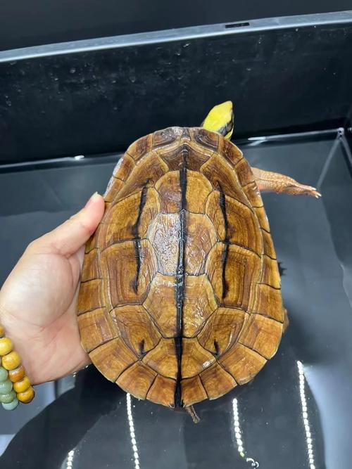 药用金钱龟是什么品种-图2