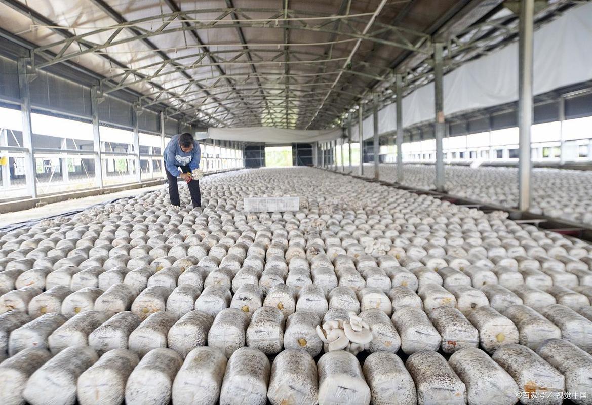 香菇养殖技术到哪里学-图1