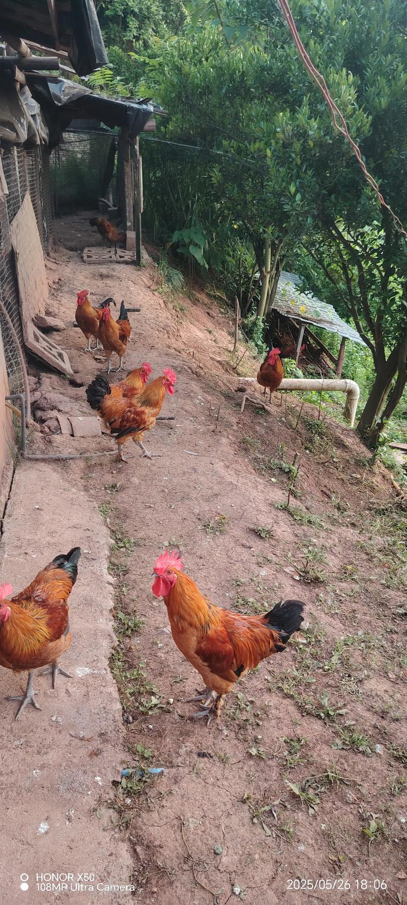 养鸡技术视频真能让人生财吗？-图2