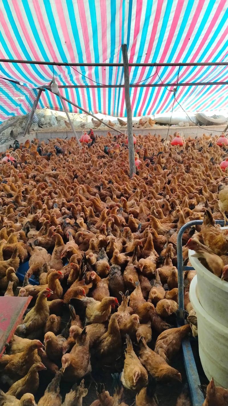 养鸡技术视频真能让人生财吗？-图3