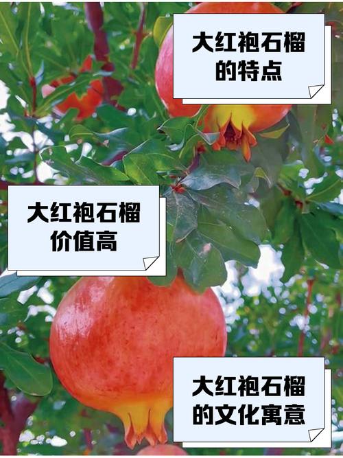 大石榴籽小是哪个品种？-图1
