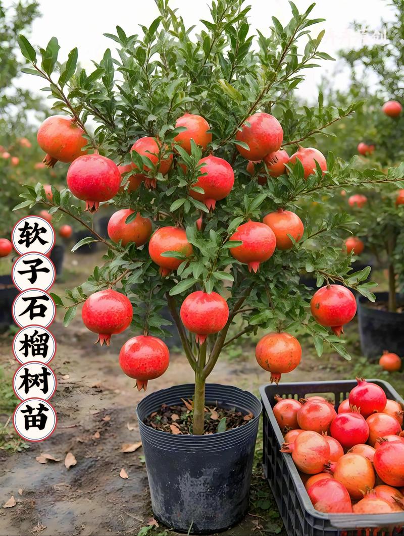 大石榴籽小是哪个品种？-图3