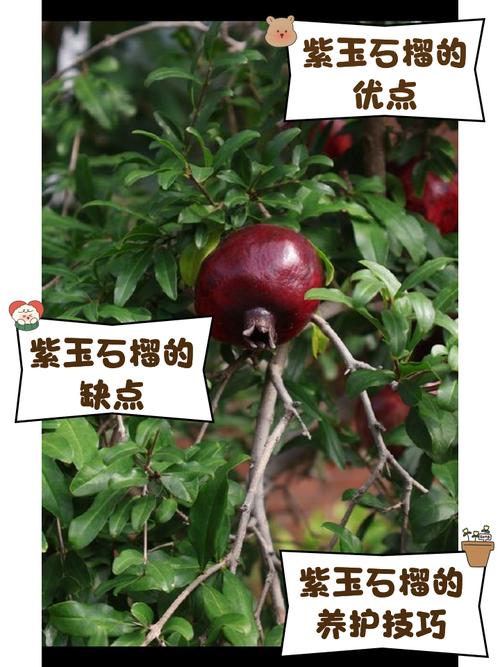 大石榴籽小是哪个品种？-图2